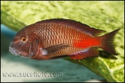 Tropheus sp. Chipimbi