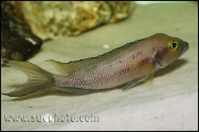 Neolamprologus furcifer Chaitika