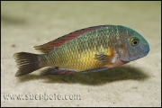 Tropheus sp. Kasanga