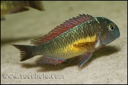 Tropheus sp. Kasanga