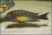 Tropheus sp. Kasanga