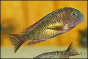 Tropheus sp. Kasanga