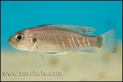 Triglachromis otostigma Chituta