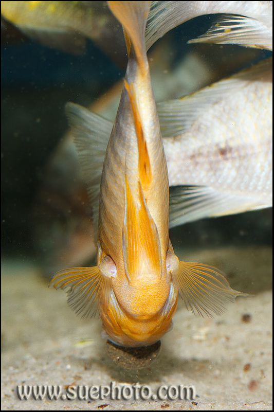 Petrochromis sp. âRedâ Sibwesa/Lyamembe