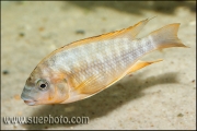 Petrochromis sp. âRedâ Sibwesa/Lyamembe