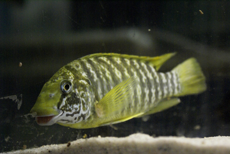Petrochromis macrognathus Yellow Chituta