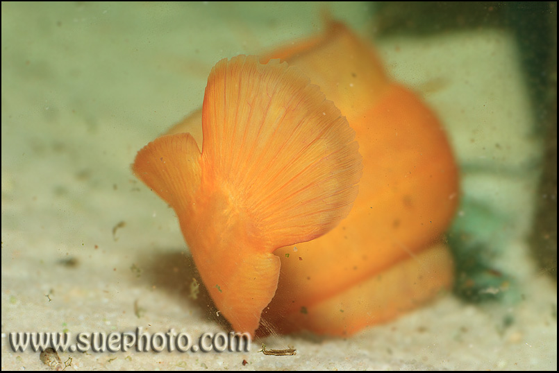 Cave Catfish - Spelonkbaber