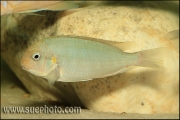 Pseudosimochromis curvifrons