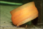 Cave Catfish - Spelonkbaber