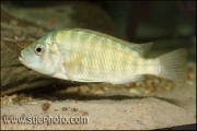Petrochromis fasciolatus Katete