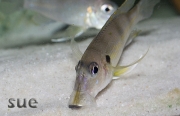 Gnatochromis permaxillaris