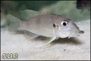 Gnatochromis permaxillaris