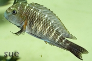 Tropheus sp. Zongwe