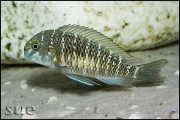 Tropheus sp. Zongwe