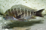 Tropheus sp. Zongwe