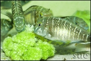 Tropheus sp. Zongwe