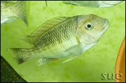 Petrochromis sp. orthognathus Chimba