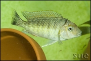 Petrochromis sp. orthognathus Chimba