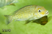 Petrochromis sp. orthognathus Chimba