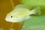 Petrochromis sp. orthognathus Chimba