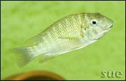 Petrochromis sp. orthognathus Chimba