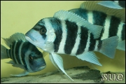 Cythotilapia frontosa Kapampa Blue Zaire