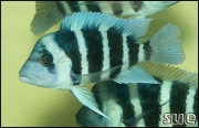 Cythotilapia frontosa Kapampa Blue Zaire