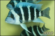 Cythotilapia frontosa Kapampa Blue Zaire