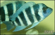 Cythotilapia frontosa Kapampa Blue Zaire