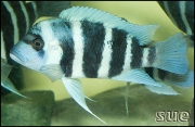 Cythotilapia frontosa Kapampa Blue Zaire