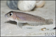 Lamprologus ornatipinnis Kigoma