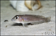 Lamprologus ornatipinnis Kigoma