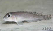 Lamprologus ornatipinnis Kigoma