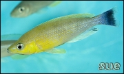 Cyprichromis leptosoma jumbo Katete Blue Orchid