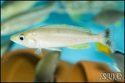 Cyprichromis leptosoma jumbo Katete Blue Orchid