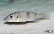 Gnathochromis permaxillaris