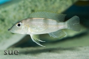 Gnathochromis permaxillaris