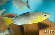 Cyprichromis leptosoma jumbo Katete Blue Orchid