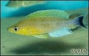 Cyprichromis leptosoma jumbo Katete Blue Orchid