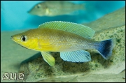 Cyprichromis leptosoma jumbo Katete Blue Orchid