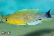 Cyprichromis leptosoma jumbo Katete Blue Orchid