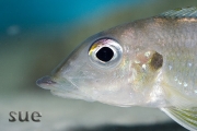 Gnathochromis permaxillaris