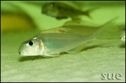 Xenotilapia sp. red princess