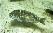 Tropheus sp. Zongwe