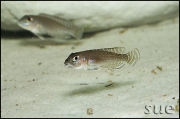 Lamprologus ornatipinnis Kigoma