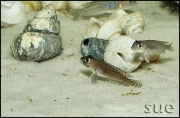 Lamprologus ornatipinnis Kigoma