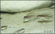 Lamprologus ornatipinnis Kigoma