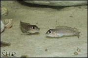 Lamprologus ornatipinnis Kigoma