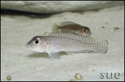 Lamprologus ornatipinnis Kigoma