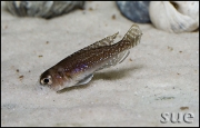 Lamprologus ornatipinnis Kigoma